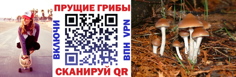 как найти   Вуктыл  Псилоцибиновые грибы Psilocybine cubensis 
